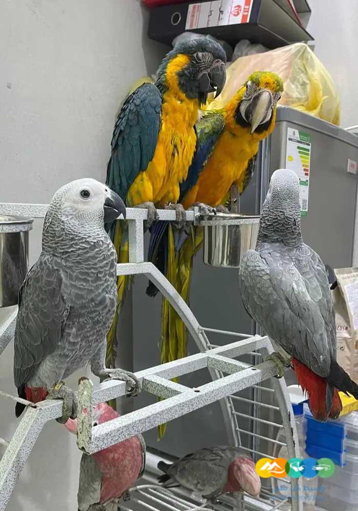 فروخ كاسكو صن كنيور مكاو قالا امازون