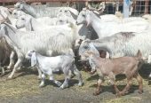 معزا مصريات منايح خلفات العدد 15 بالحفل