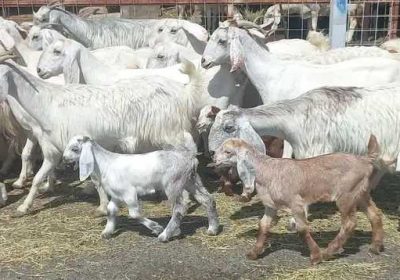 3801fed6-f493-413f-86d1-fdc3a814b70a