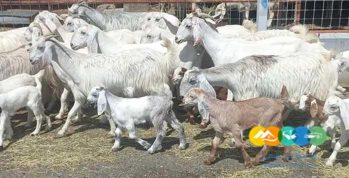 معزا مصريات منايح خلفات العدد 15 بالحفل