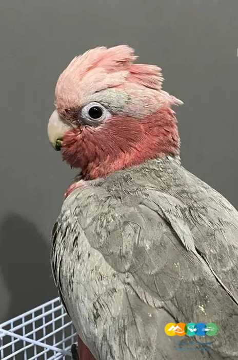 فروخ كاسكو صن كنيور مكاو قالا امازون