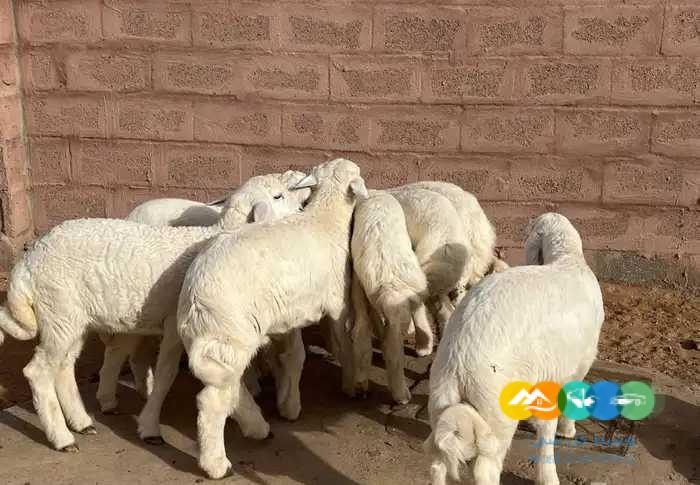 بهم حري فاخر لباني