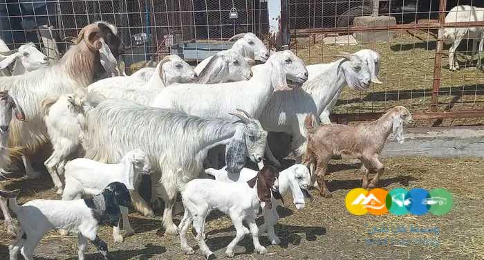 معزا مصريات منايح خلفات العدد 15 بالحفل