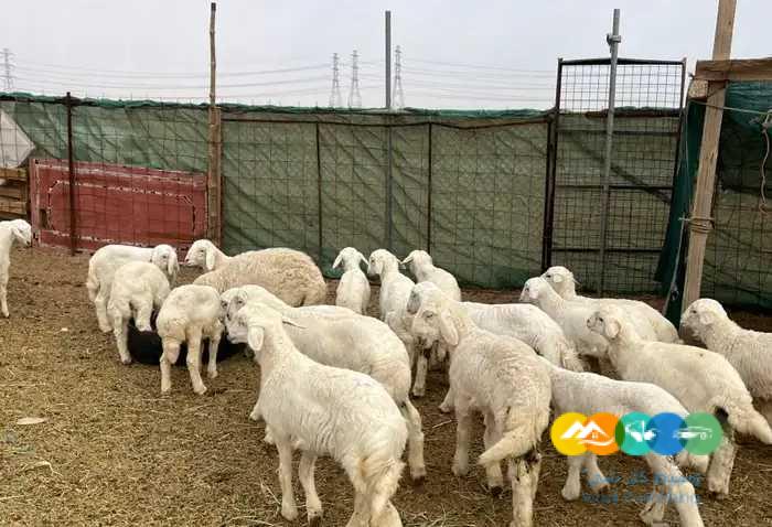 بهم حري ونعيم لباني يضحي