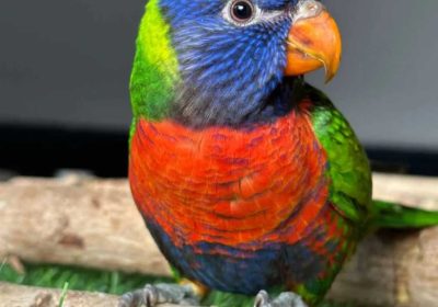 52e7b1a8-d09c-4efa-8f74-93cfd7d9512e