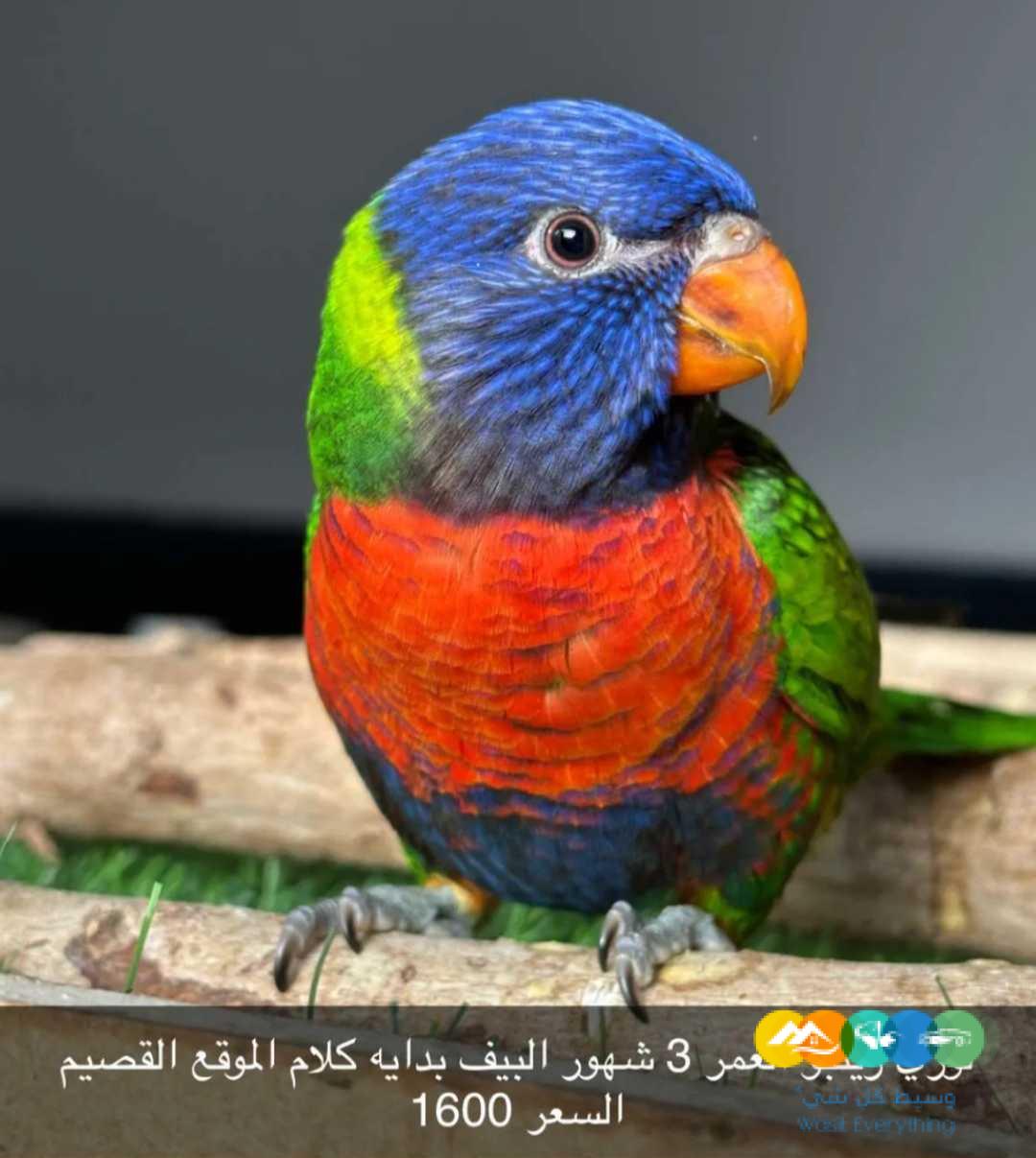 لوري ريمبو بداية كلام