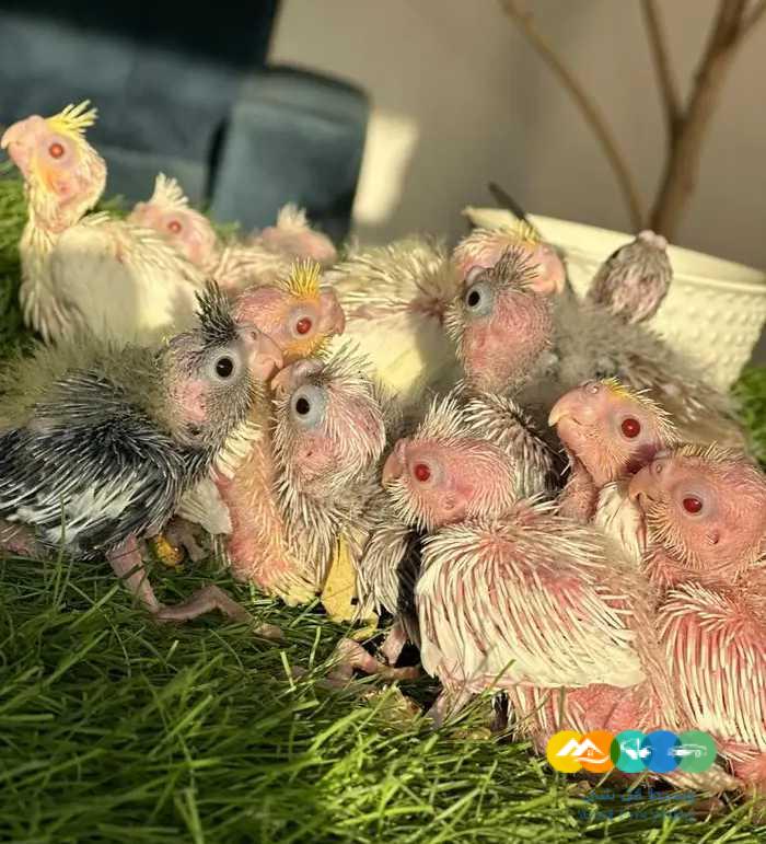 فروخ كروان كوكتيل