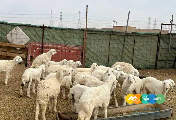 بهم حري ونعيم لباني يضحي