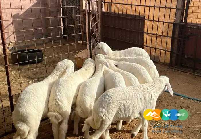 بهم حري فاخر لباني