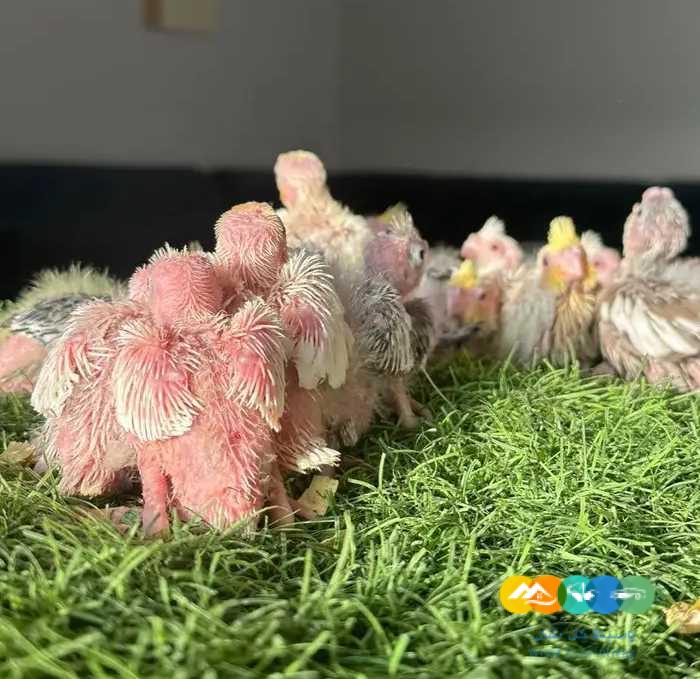 فروخ كروان كوكتيل