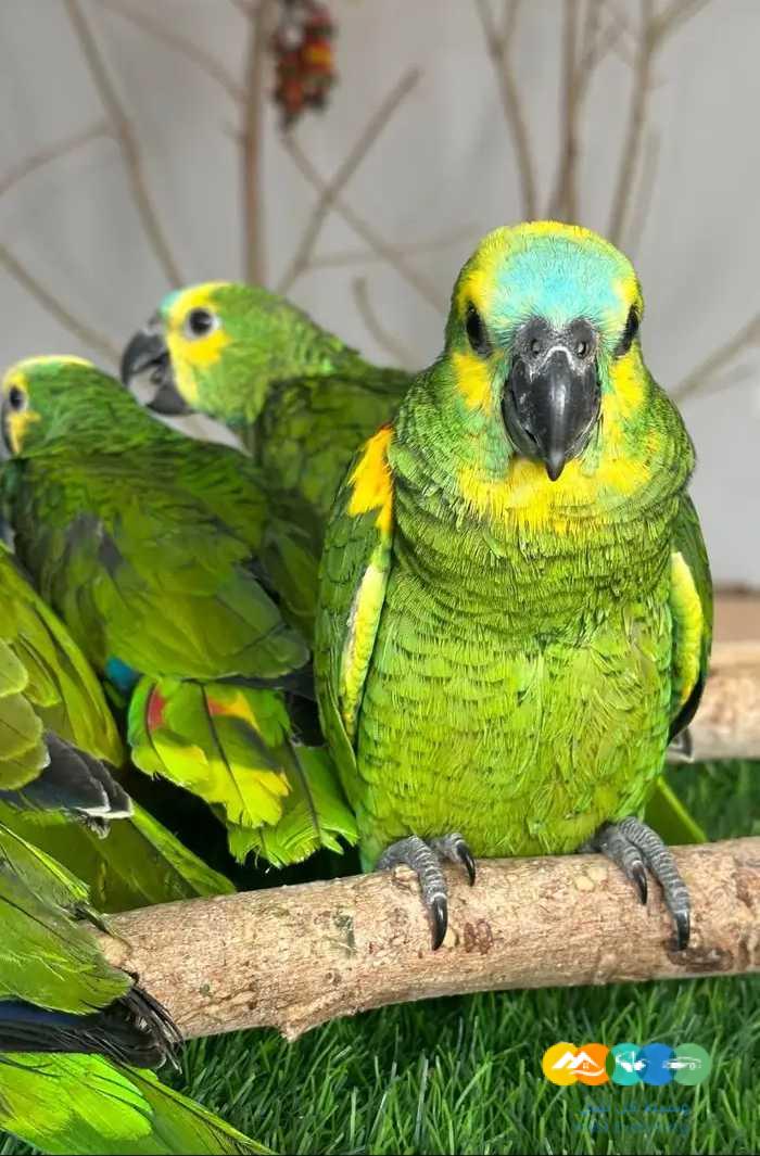 فروخ امازونيات