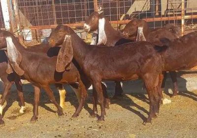 68120bcc-14d3-45cf-bda1-c14210483556