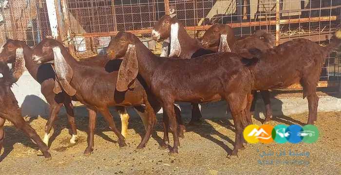 معزا دهم هولندي منايح وفاخر