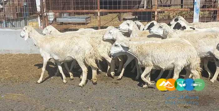 غنم حريات جبليه سرحه