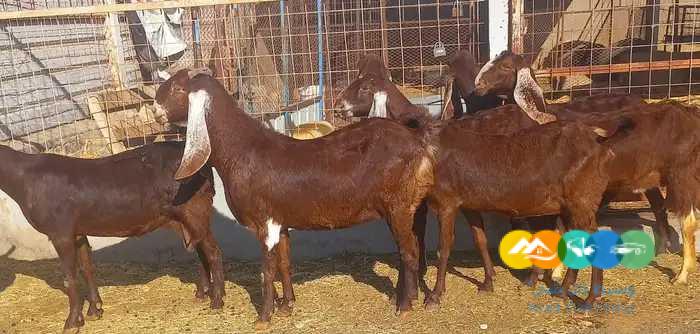 معزا دهم هولندي منايح وفاخر