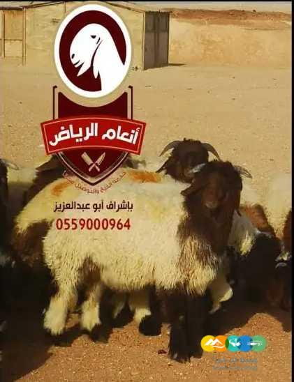 ذبايح فاخره (ذبح تغليف توصيل مجانا )