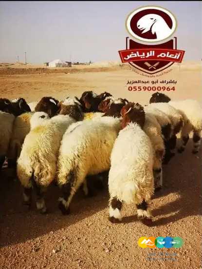 ذبايح فاخره (ذبح تغليف توصيل مجانا )