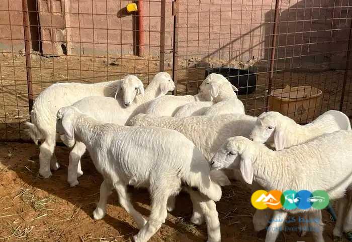 بهم حري فاخر لباني