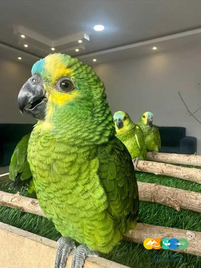 فروخ امازونيات