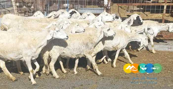 غنم حريات جبليه سرحه