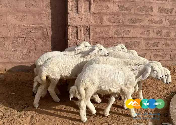 بهم حري فاخر لباني