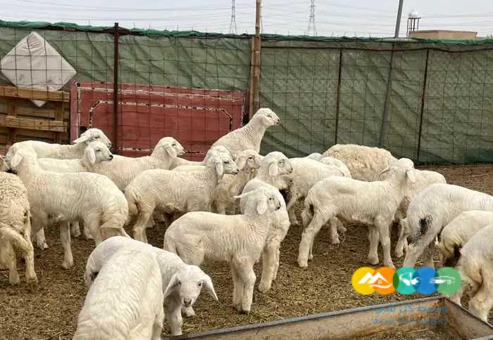 بهم حري ونعيم لباني يضحي