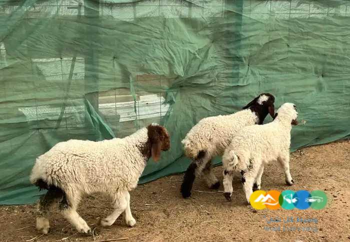 بهم حري ونعيم لباني يضحي