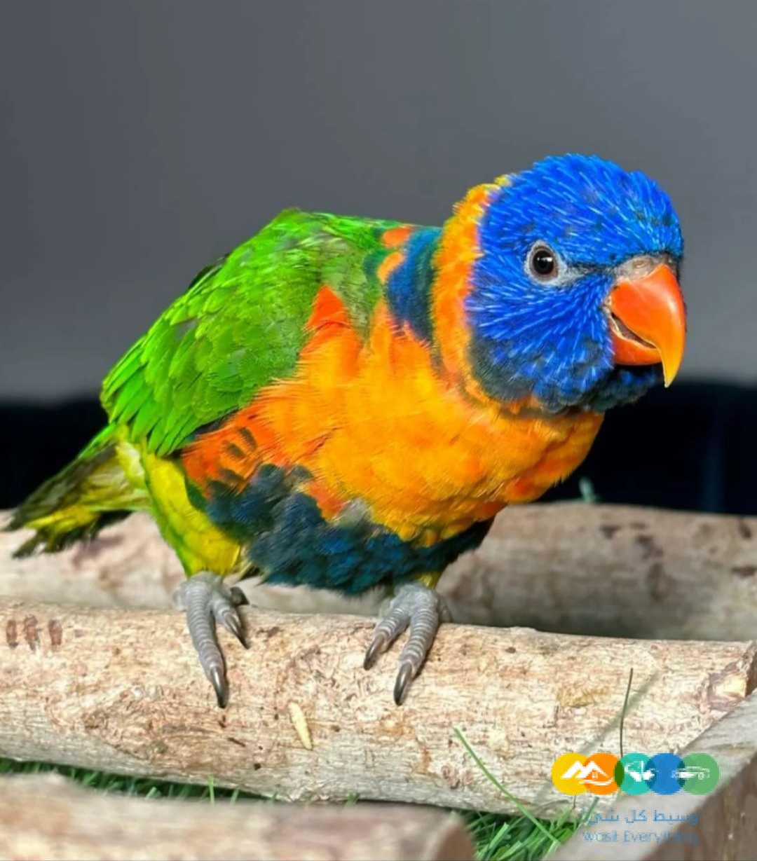 لوري رد كولارد اليف