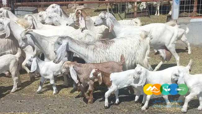 معزا مصريات منايح خلفات العدد 15 بالحفل