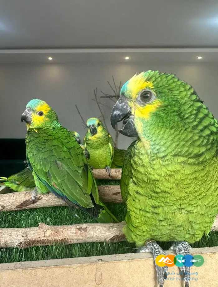 فروخ امازونيات