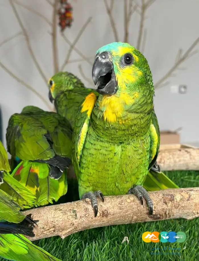 فروخ امازونيات