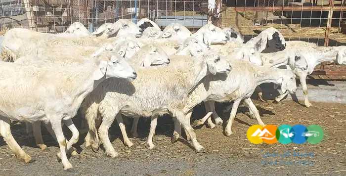 غنم حريات جبليه سرحه