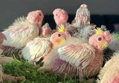 e50e1ab0-5ada-4a7b-879c-30e68beb1f56