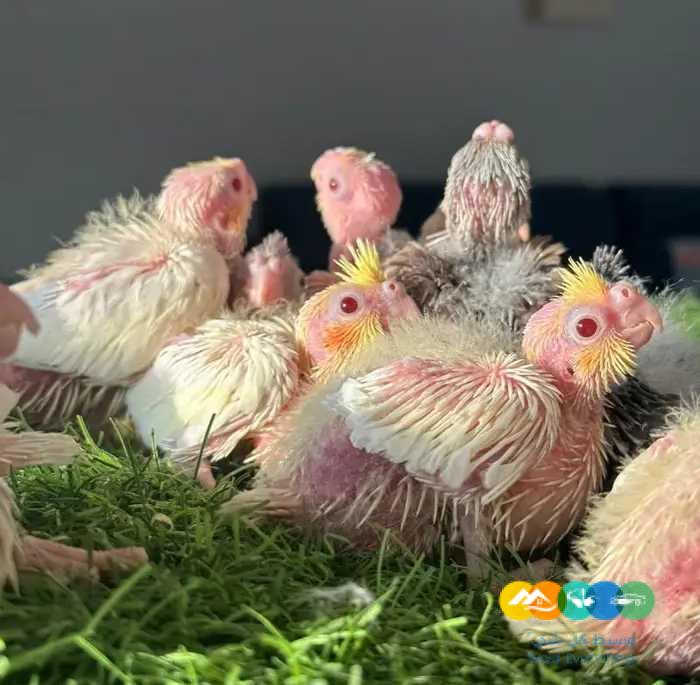 فروخ كروان كوكتيل