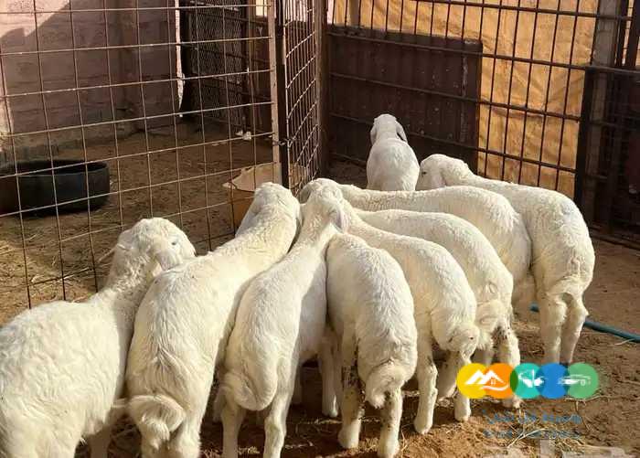 بهم حري فاخر لباني