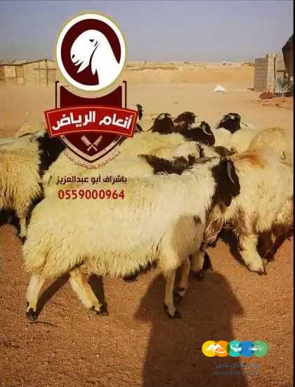 ذبايح فاخره (ذبح تغليف توصيل مجانا )