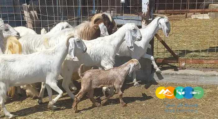 معزا مصريات منايح خلفات العدد 15 بالحفل