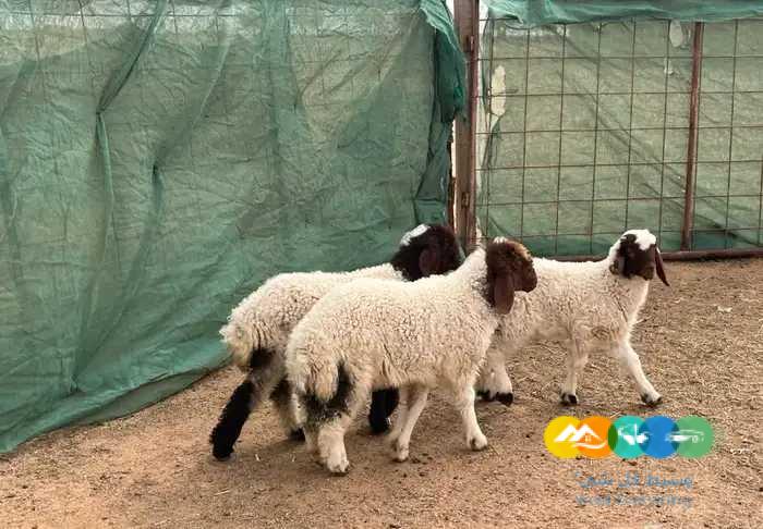 بهم حري ونعيم لباني يضحي