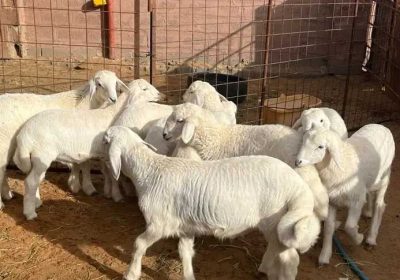 f5b73cfb-946b-4bff-9762-2d874cb778c0