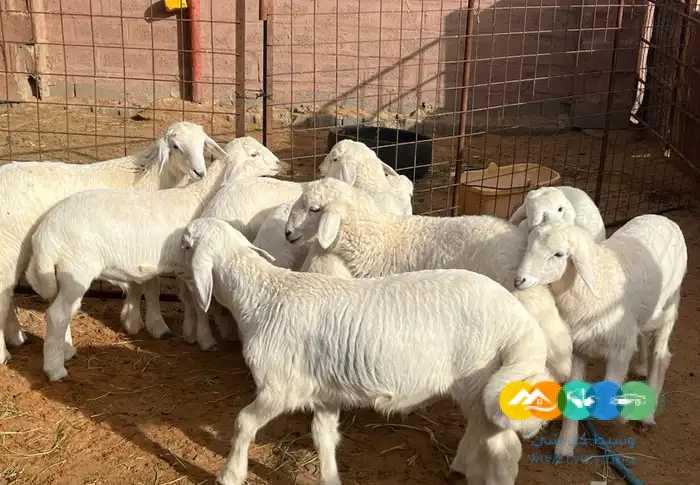 بهم حري فاخر لباني