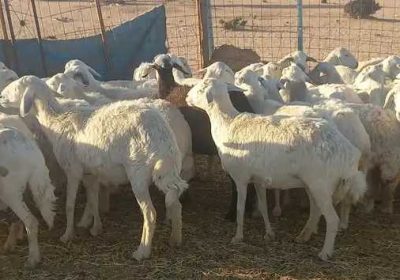 1ecd4010-7158-4b07-b0c4-2077c6dcc268