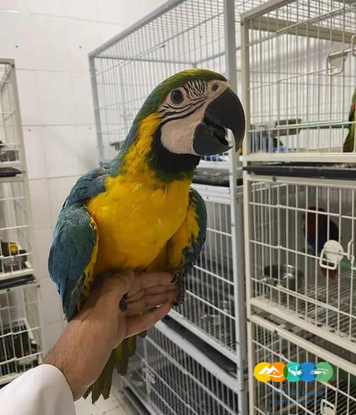 فروخ مكاو بلو اند قولد