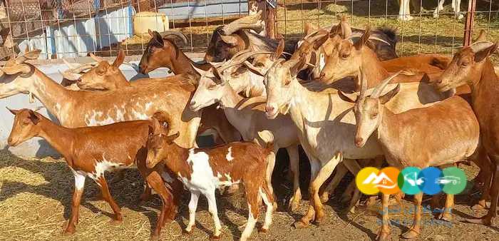 معزا دهم دفيع منايح اللقناي العدد 16 بالفحل