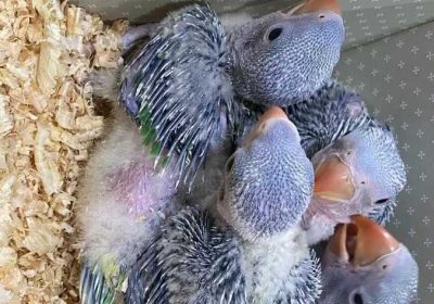 39fb6961-f1f6-49e6-a520-b2de6fad7a85