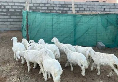 50b7d621-39c1-45a0-a3ba-00897d5482ff