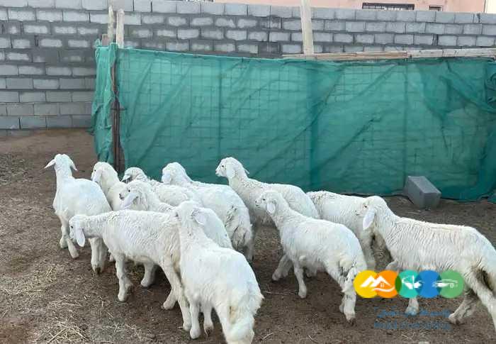 بهم حري يضحي طيب ذبايح