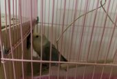 حفرالباطن حي الربوه