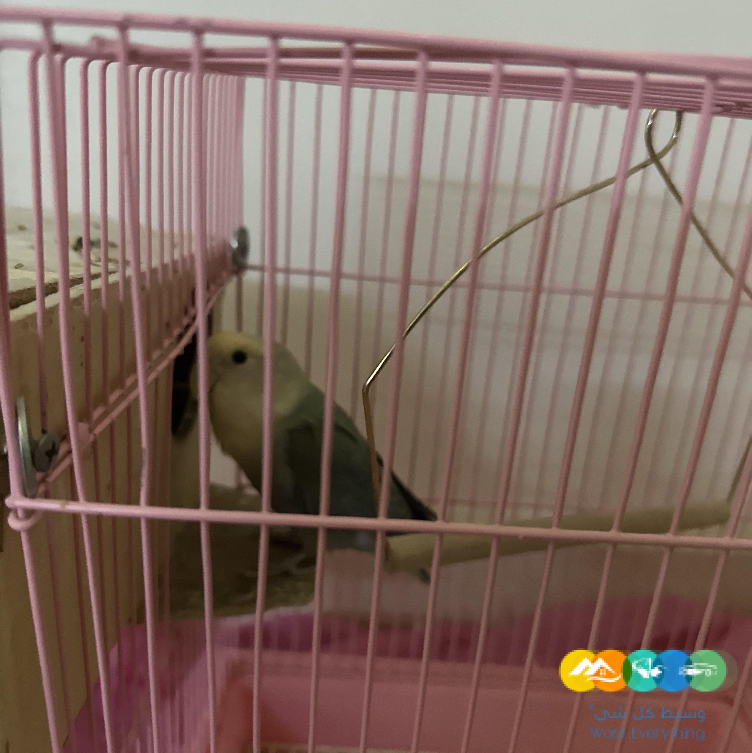 حفرالباطن حي الربوه