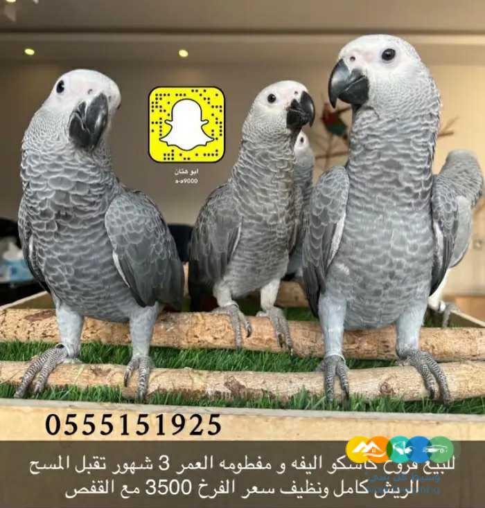 فروخ كاسكو مفطومه