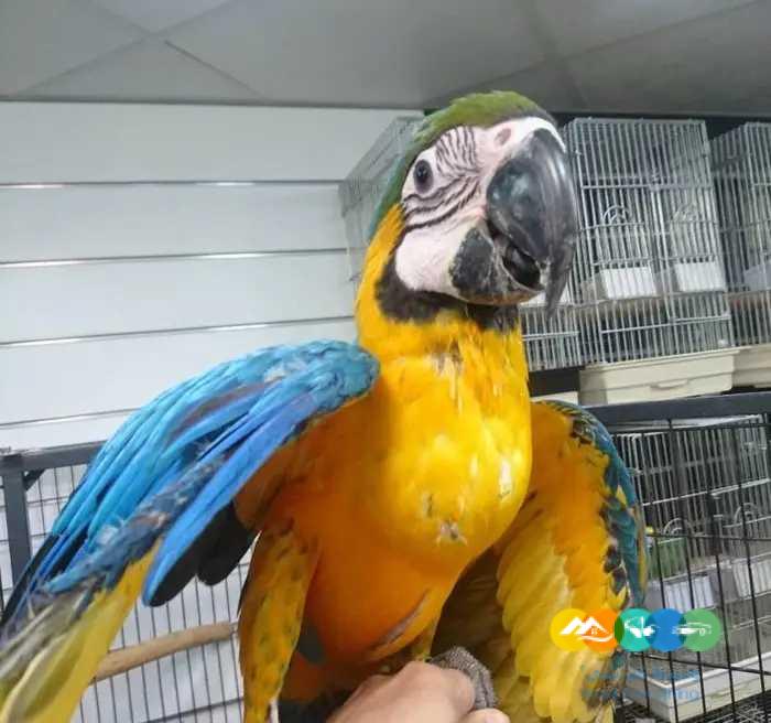 فروخ مكاو بلو اند قولد